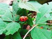 美丽的七星瓢虫