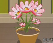 《石竹花》的童话故事读后感