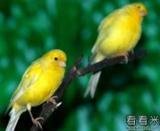 穷女人和她的小金丝鸟