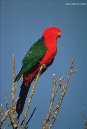 国王和鹦鹉（印度）