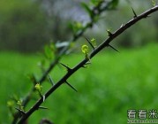 安徒生童话选读《光荣的荆棘路》